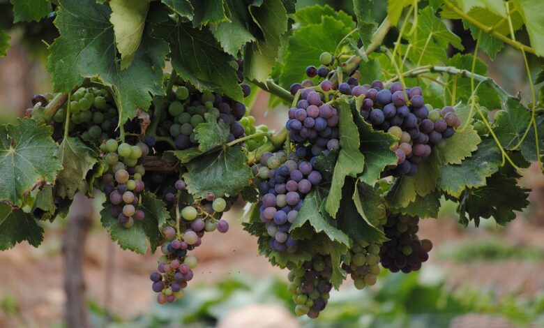 Photo de La viticulture française en zone de turbulences, le point de vue de Joël Boueilh