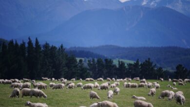 Photo de Accord de libre-échange UE/NZ : quel impact sur les filières animales européennes ?