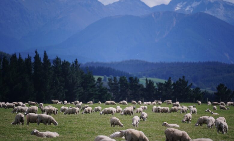 Photo de Accord de libre-échange UE/NZ : quel impact sur les filières animales européennes ?