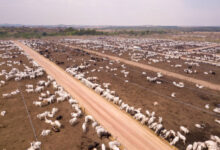 Photo de Libre-échange ou hypocrisie ? Les dangers cachés de l’accord UE-Mercosur