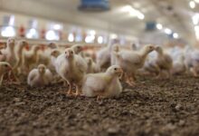 Photo de Les impacts cumulés des accords de libre-échange sur les filières sensibles