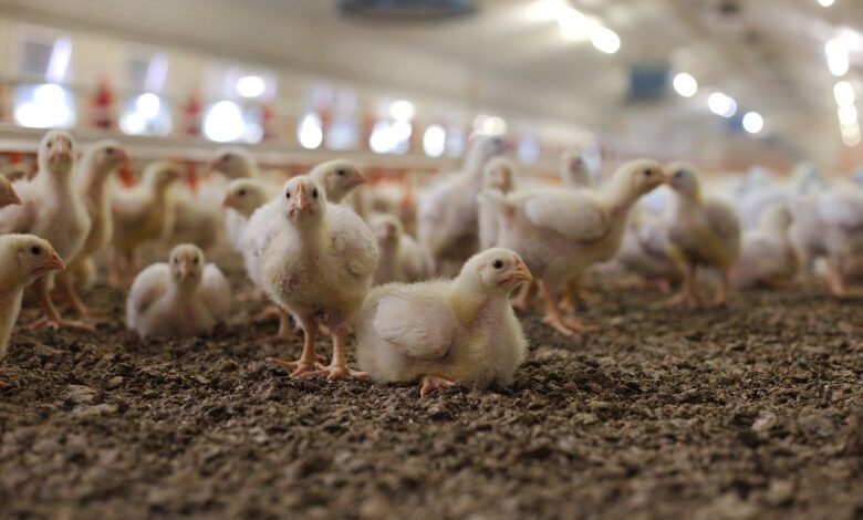 Photo de Les impacts cumulés des accords de libre-échange sur les filières sensibles