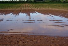 Photo de Retour sur l’année 2024 pour comprendre la lassitude agricole
