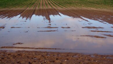 Photo de Retour sur l’année 2024 pour comprendre la lassitude agricole
